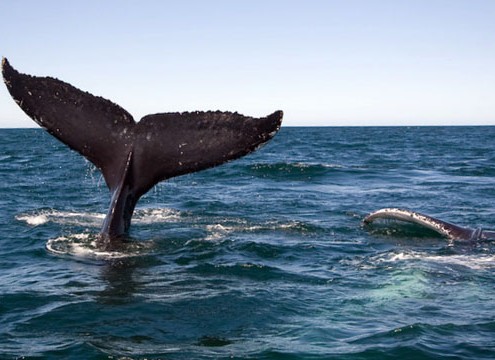whale watching tours gold coast