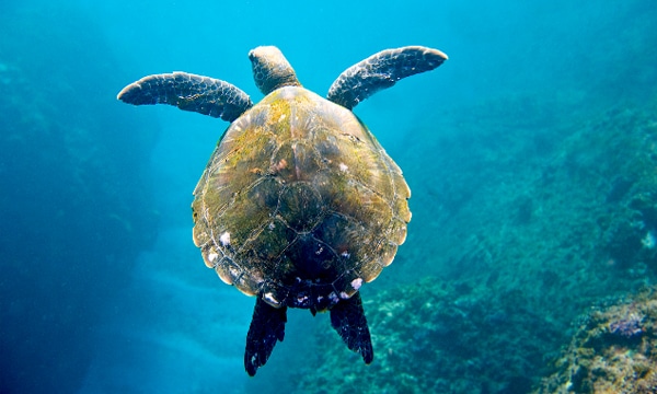 100% guaranteed to see the Turtles! gold coast snorkel with turtles