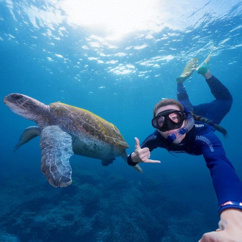 Epic Shaka and turtle square