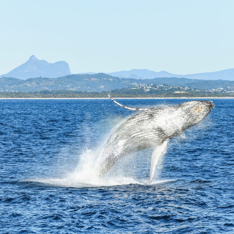Humpback whale breaching with Wollumbin Mount Warning in the background
