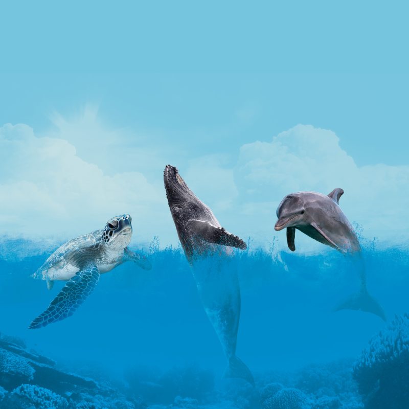 Graphic illustration featuring a whale, dolphin, and sea turtle in blue ocean waves